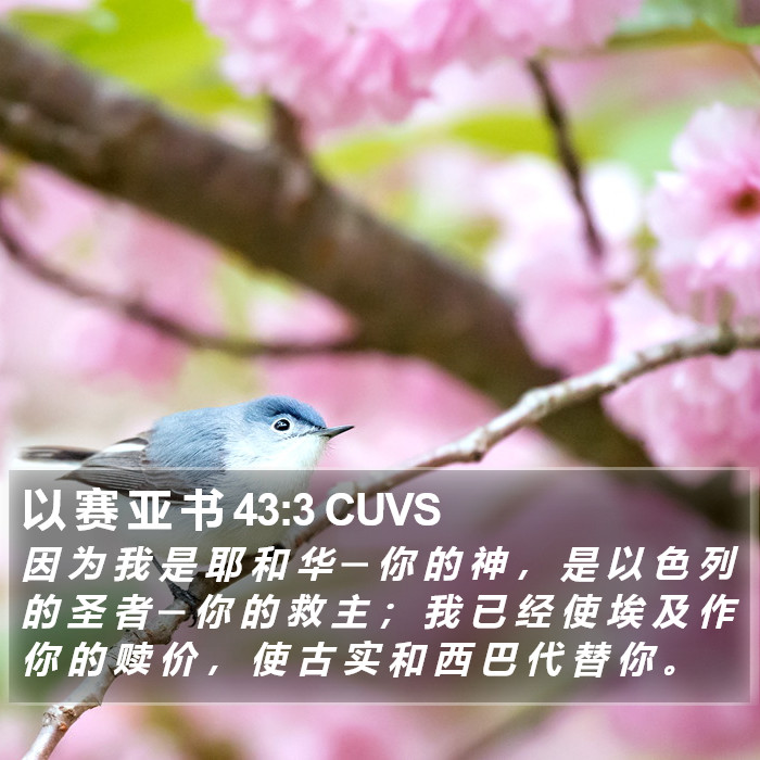 以 赛 亚 书 43:3 CUVS Bible Study