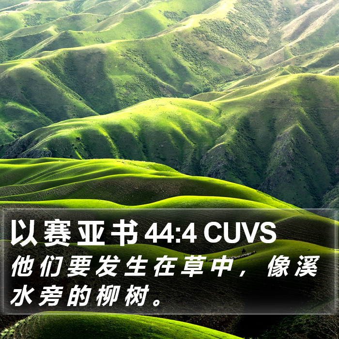 以 赛 亚 书 44:4 CUVS Bible Study