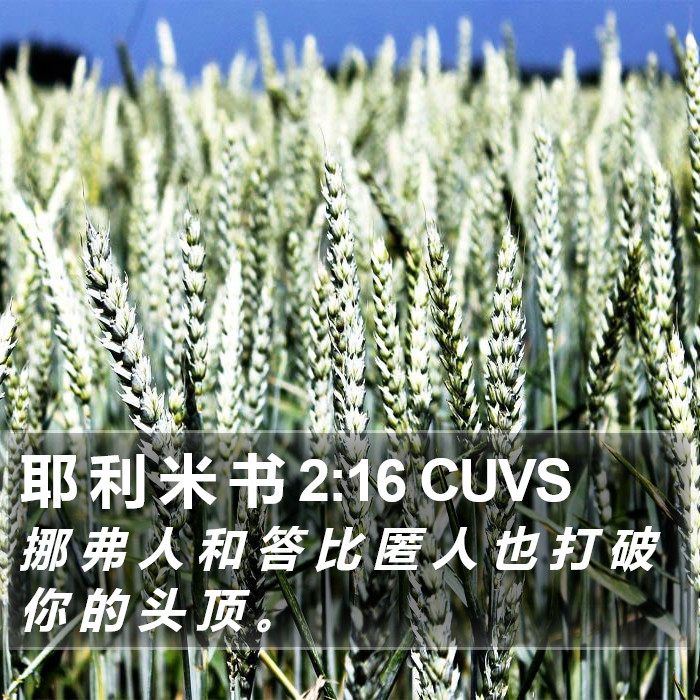 耶 利 米 书 2:16 CUVS Bible Study