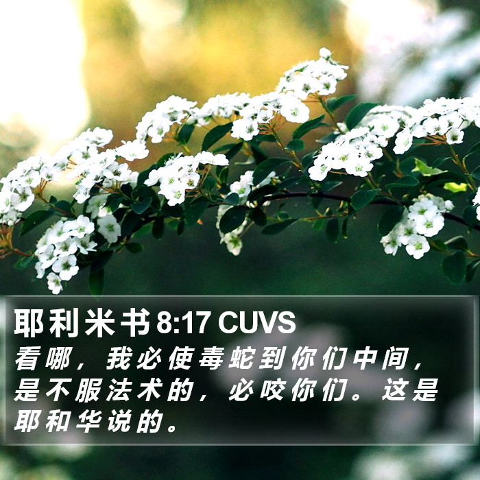 耶 利 米 书 8:17 CUVS Bible Study