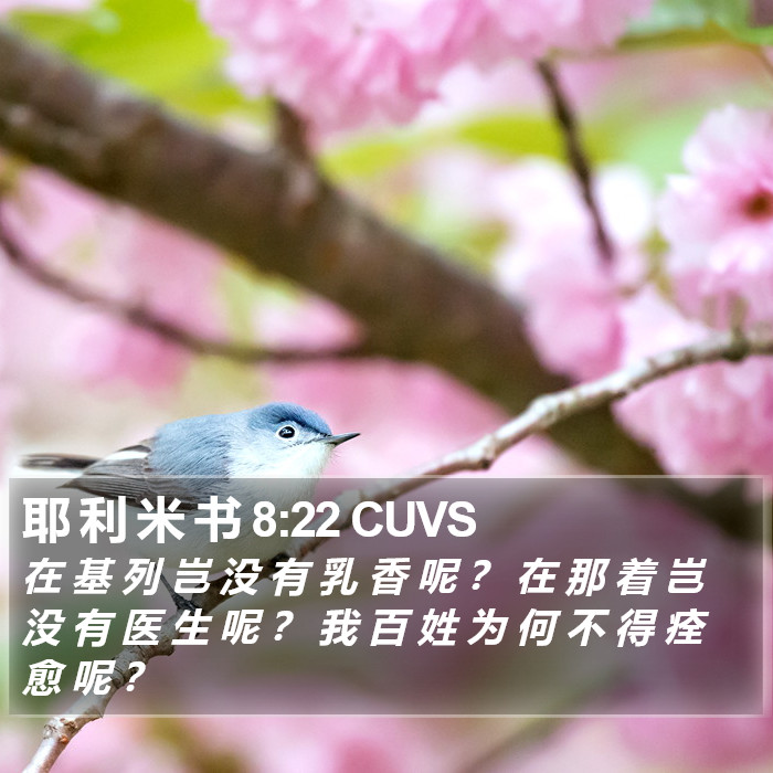 耶 利 米 书 8:22 CUVS Bible Study