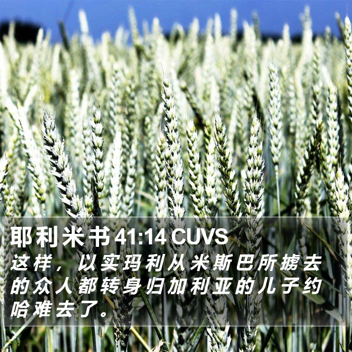 耶 利 米 书 41:14 CUVS Bible Study