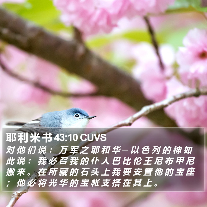 耶 利 米 书 43:10 CUVS Bible Study
