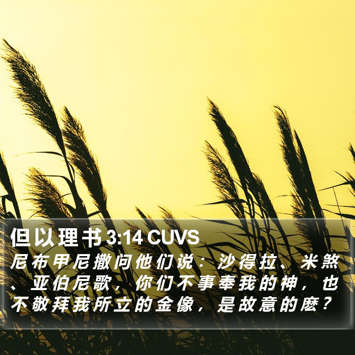 但 以 理 书 3:14 CUVS Bible Study