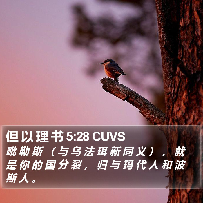 但 以 理 书 5:28 CUVS Bible Study