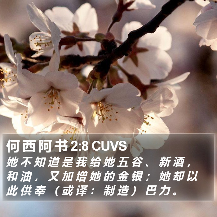 何 西 阿 书 2:8 CUVS Bible Study