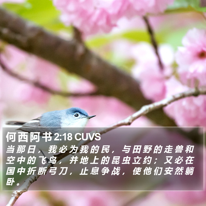 何 西 阿 书 2:18 CUVS Bible Study