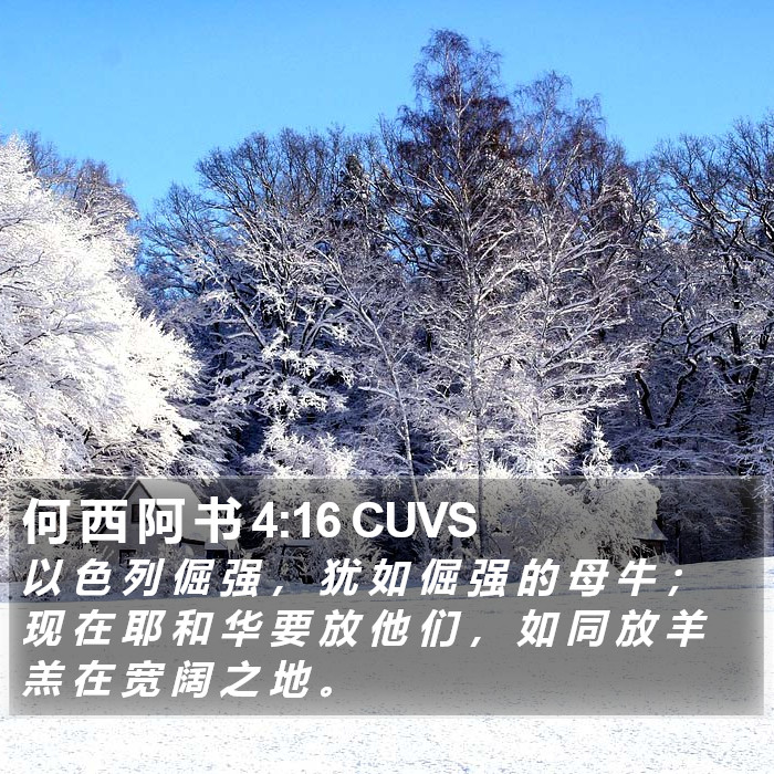 何 西 阿 书 4:16 CUVS Bible Study