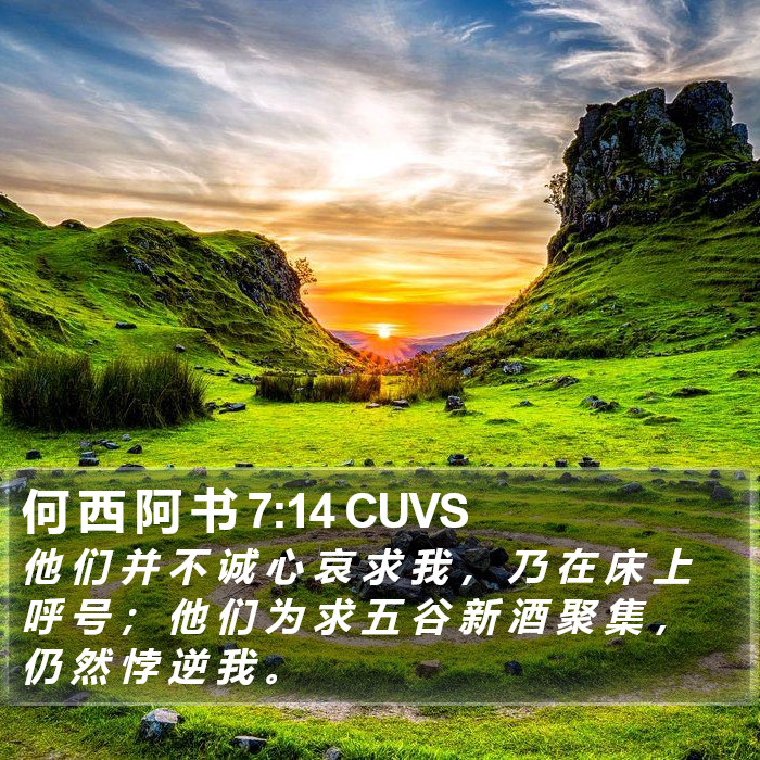 何 西 阿 书 7:14 CUVS Bible Study