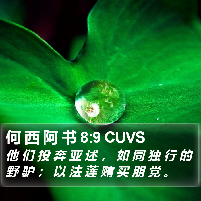 何 西 阿 书 8:9 CUVS Bible Study