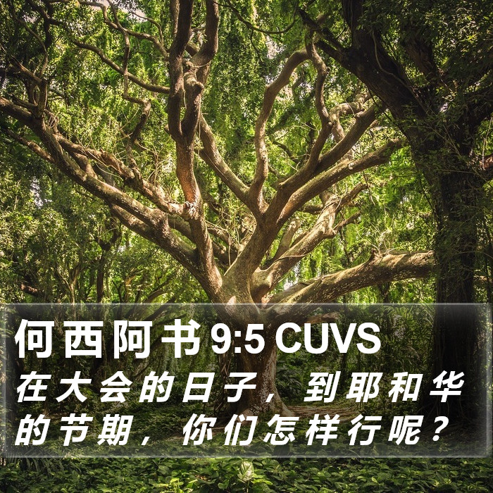 何 西 阿 书 9:5 CUVS Bible Study