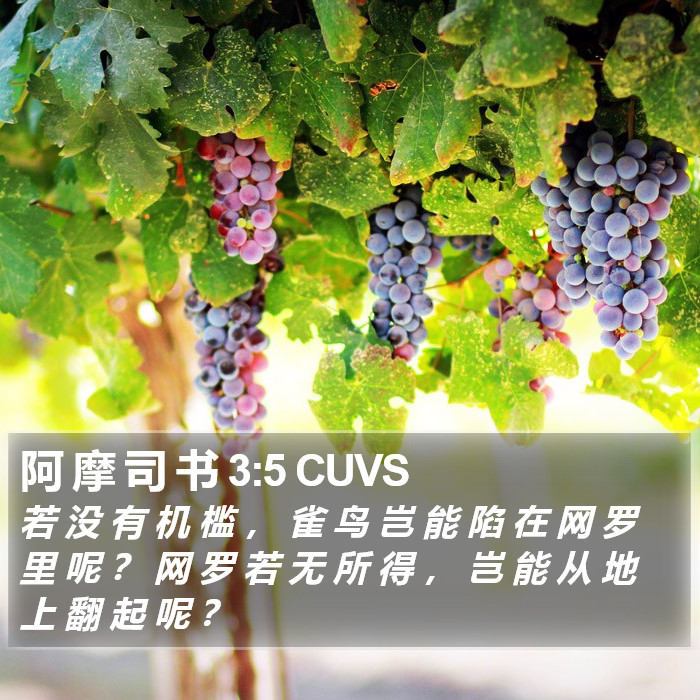 阿 摩 司 书 3:5 CUVS Bible Study