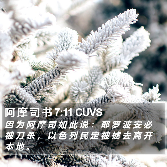 阿 摩 司 书 7:11 CUVS Bible Study