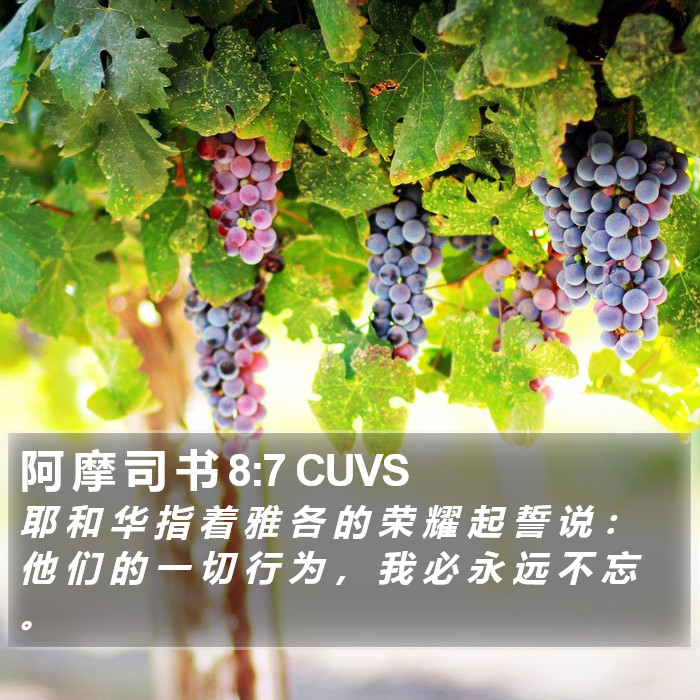 阿 摩 司 书 8:7 CUVS Bible Study