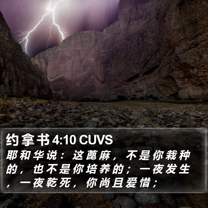 约 拿 书 4:10 CUVS Bible Study