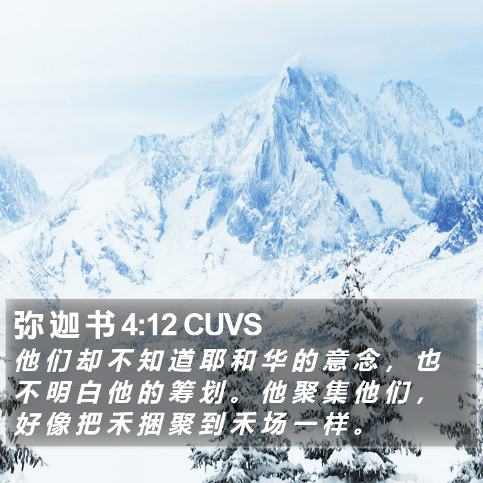 弥 迦 书 4:12 CUVS Bible Study