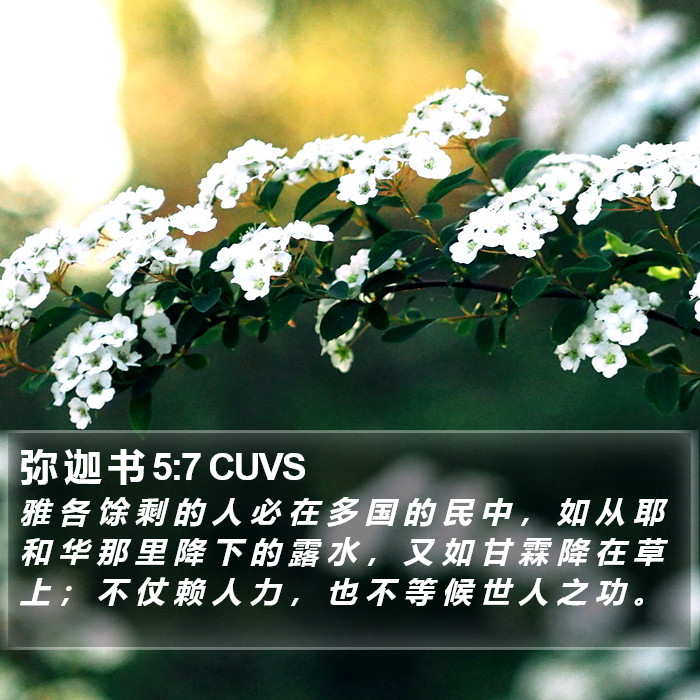 弥 迦 书 5:7 CUVS Bible Study