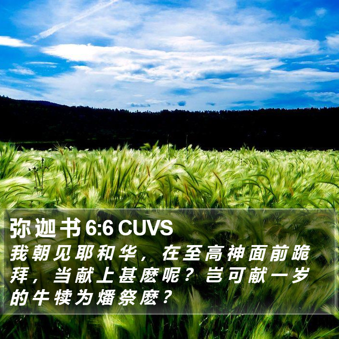 弥 迦 书 6:6 CUVS Bible Study