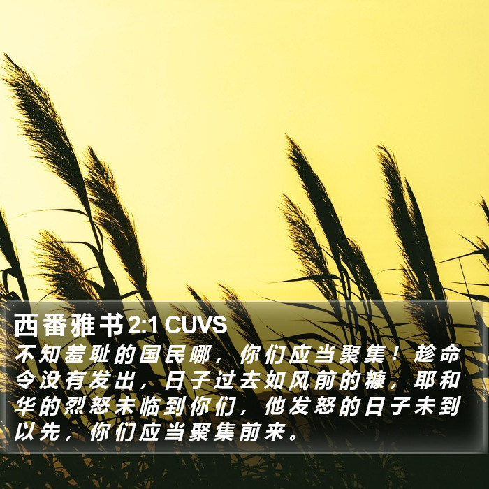 西 番 雅 书 2:1 CUVS Bible Study