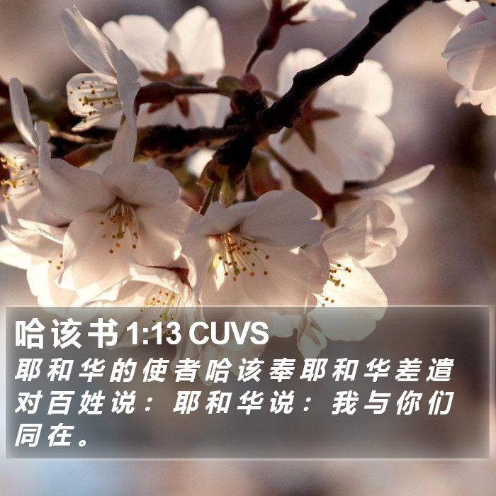 哈 该 书 1:13 CUVS Bible Study