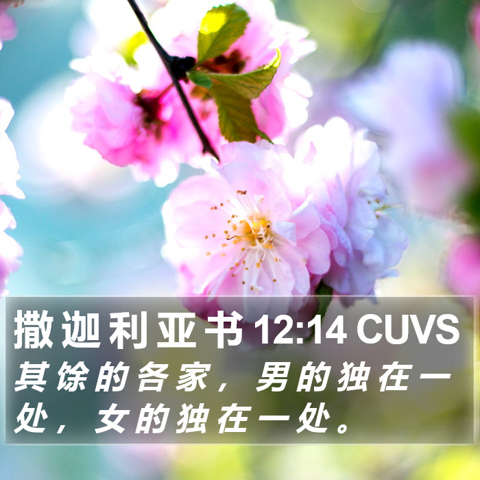 撒 迦 利 亚 书 12:14 CUVS Bible Study