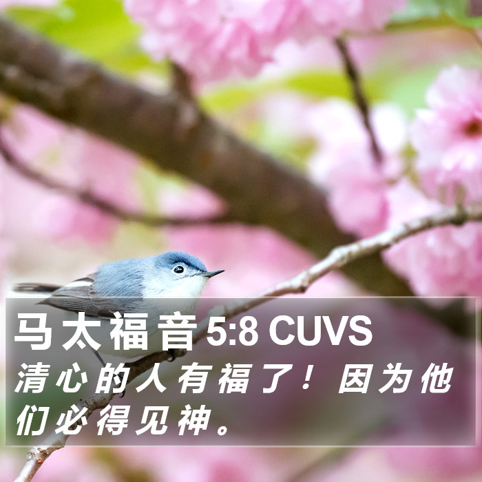 马 太 福 音 5:8 CUVS Bible Study