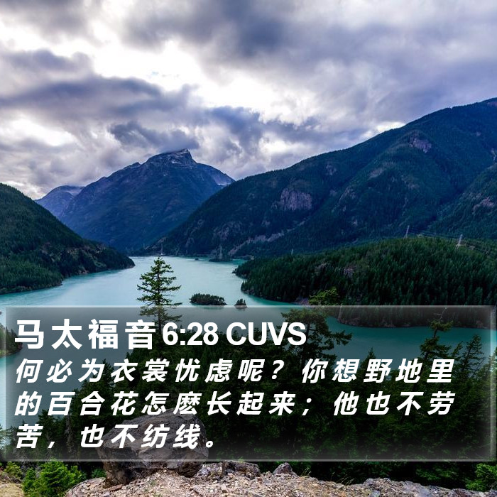 马 太 福 音 6:28 CUVS Bible Study