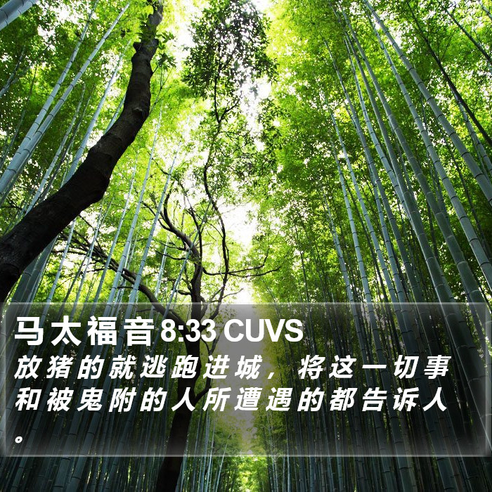 马 太 福 音 8:33 CUVS Bible Study