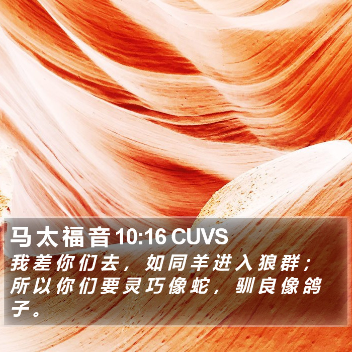 马 太 福 音 10:16 CUVS Bible Study