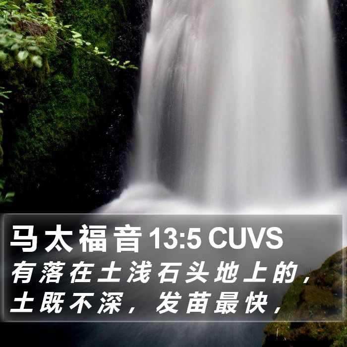 马 太 福 音 13:5 CUVS Bible Study