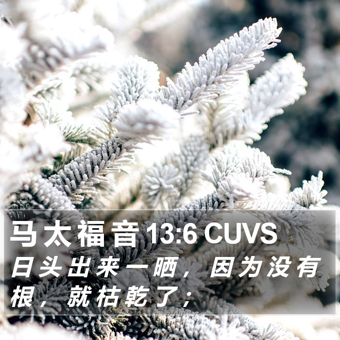 马 太 福 音 13:6 CUVS Bible Study