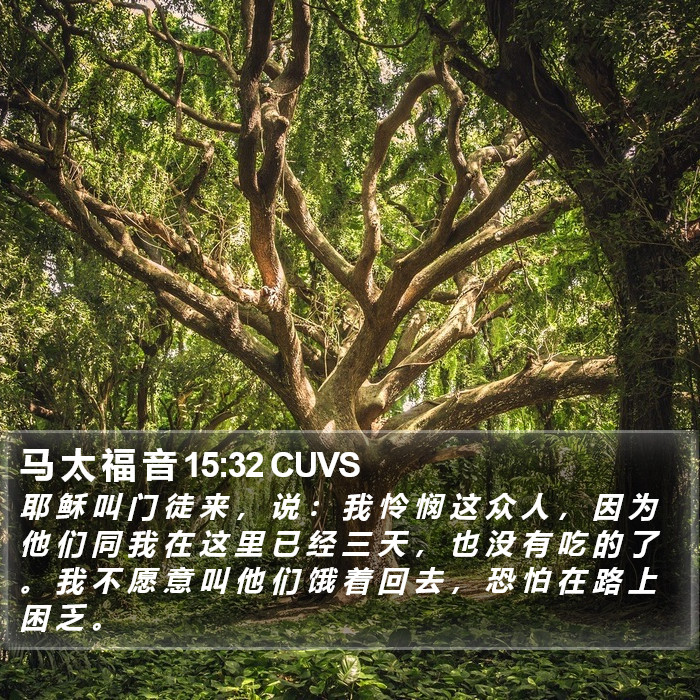 马 太 福 音 15:32 CUVS Bible Study