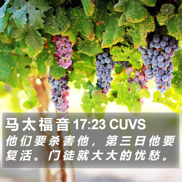 马 太 福 音 17:23 CUVS Bible Study