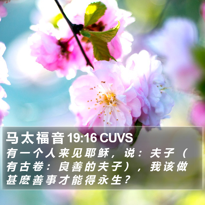 马 太 福 音 19:16 CUVS Bible Study