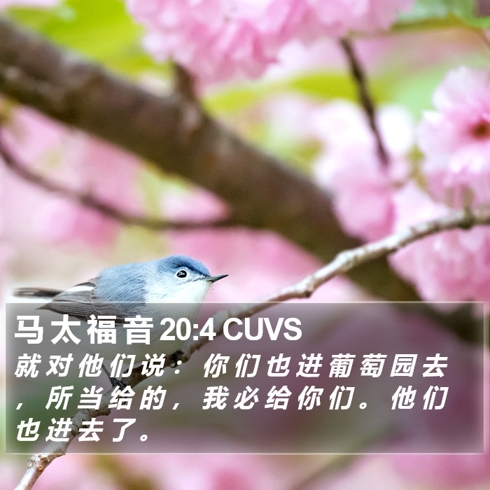马 太 福 音 20:4 CUVS Bible Study