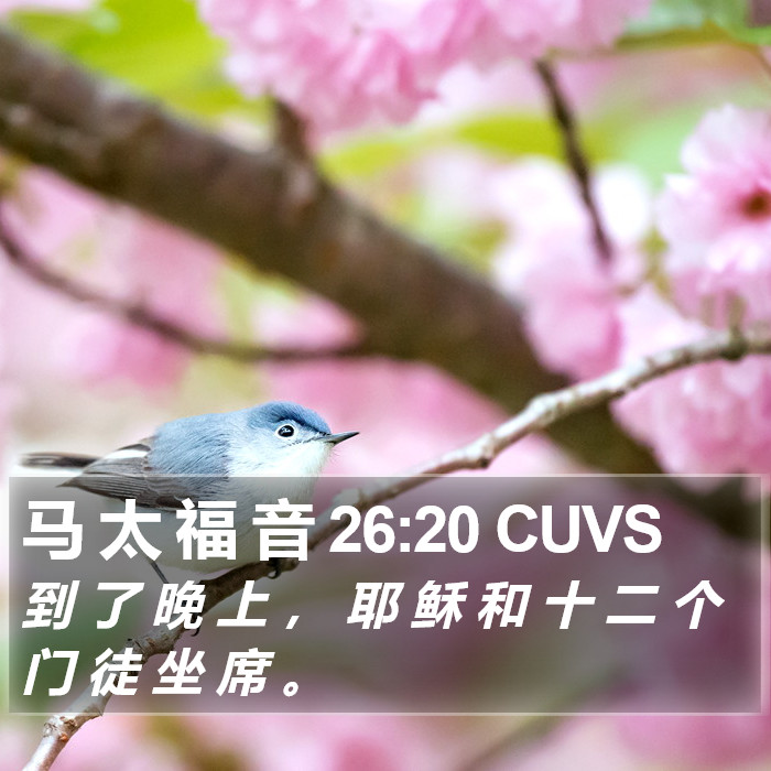 马 太 福 音 26:20 CUVS Bible Study