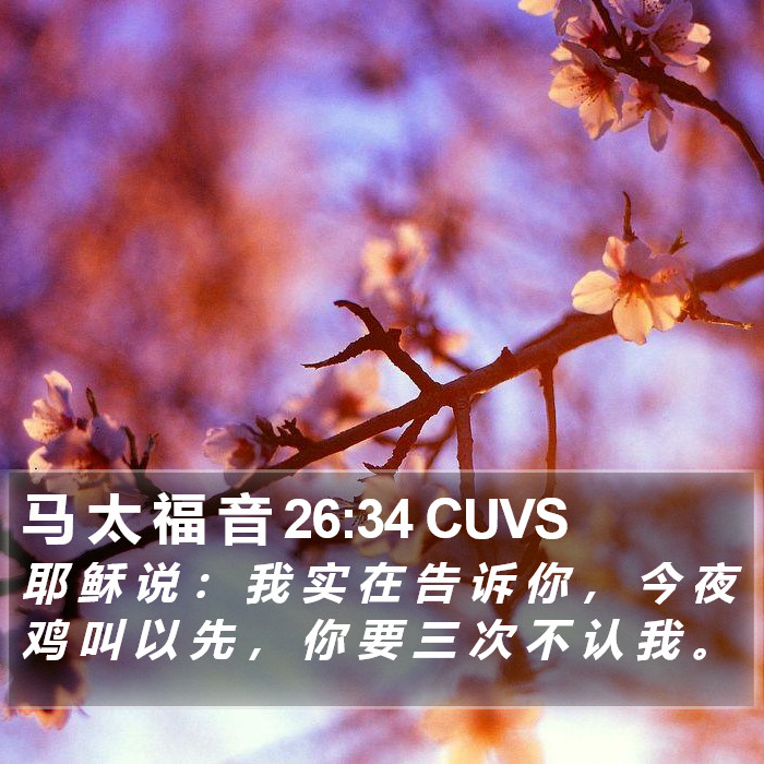 马 太 福 音 26:34 CUVS Bible Study
