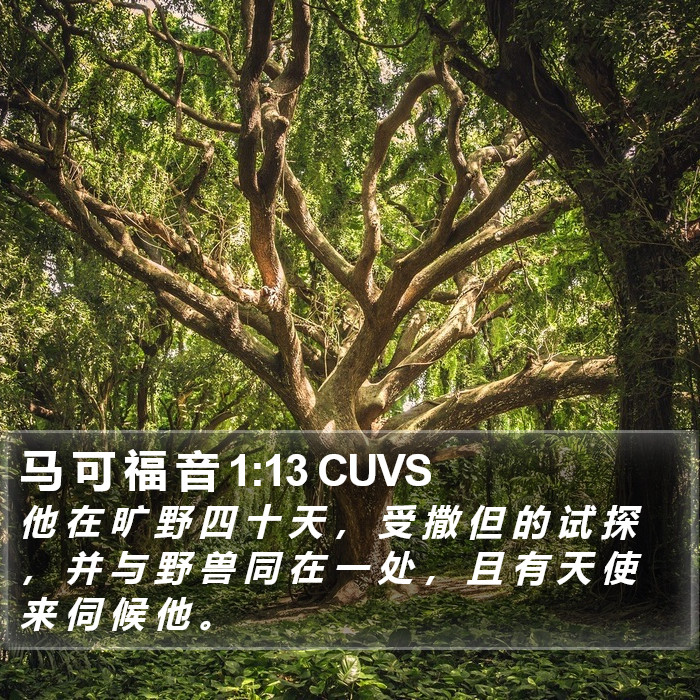 马 可 福 音 1:13 CUVS Bible Study