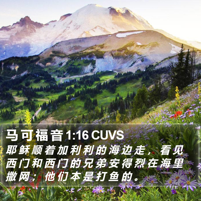 马 可 福 音 1:16 CUVS Bible Study