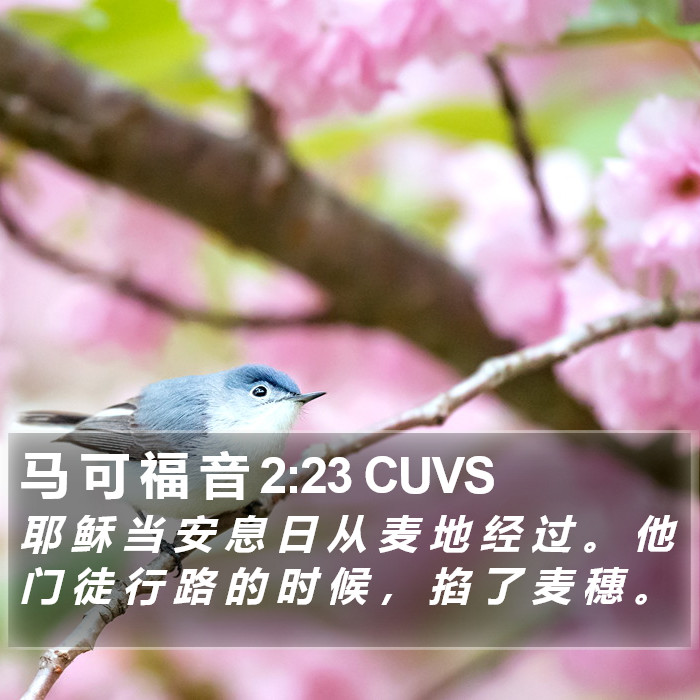 马 可 福 音 2:23 CUVS Bible Study