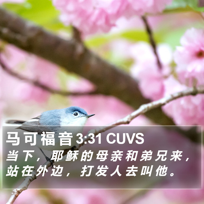 马 可 福 音 3:31 CUVS Bible Study