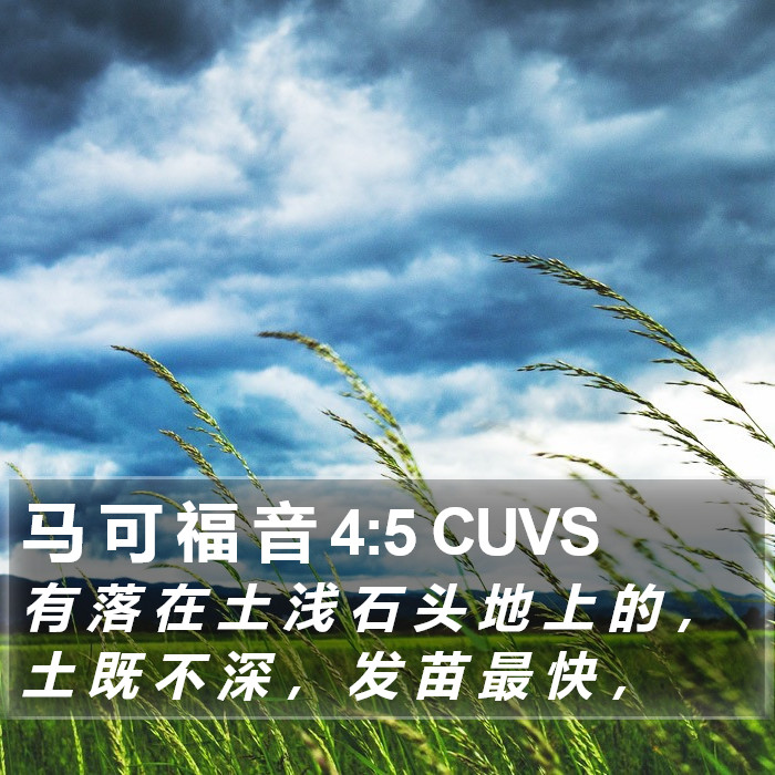 马 可 福 音 4:5 CUVS Bible Study