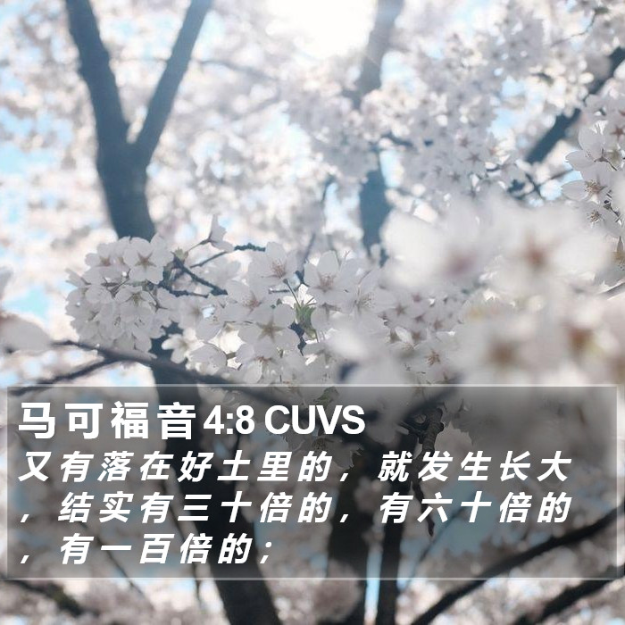 马 可 福 音 4:8 CUVS Bible Study
