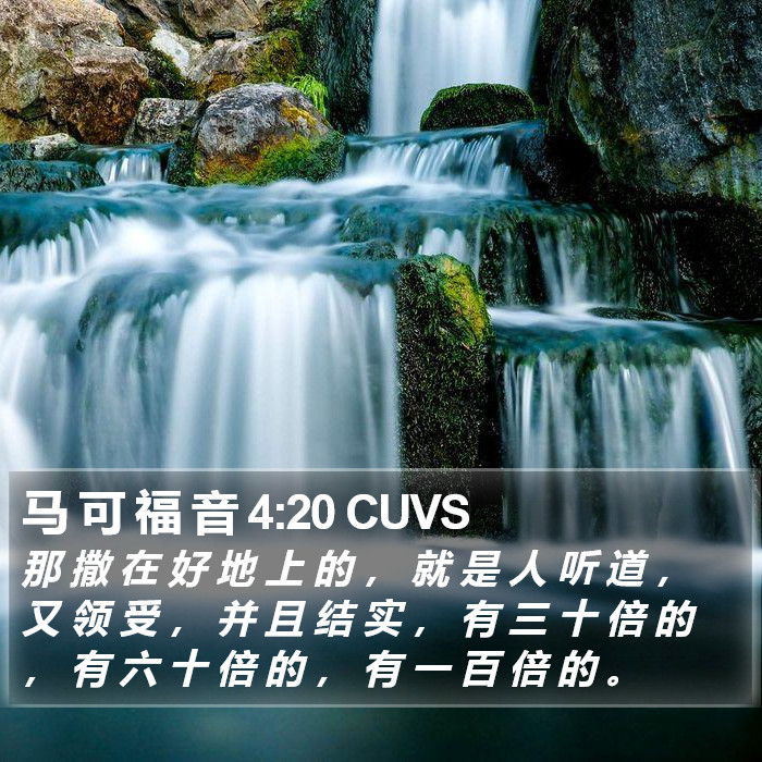 马 可 福 音 4:20 CUVS Bible Study