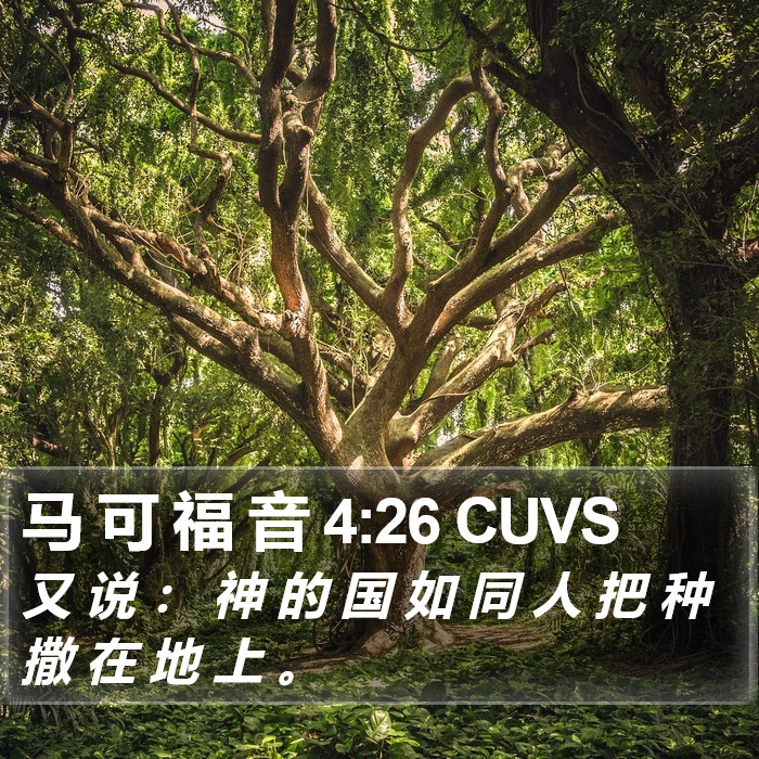 马 可 福 音 4:26 CUVS Bible Study