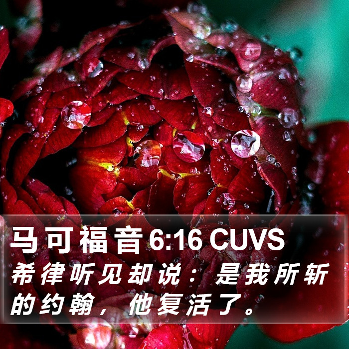 马 可 福 音 6:16 CUVS Bible Study