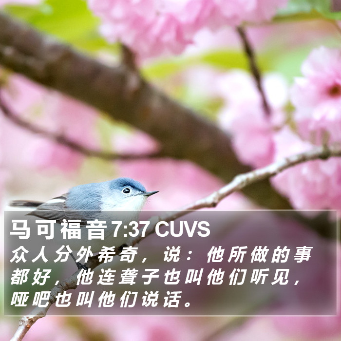 马 可 福 音 7:37 CUVS Bible Study