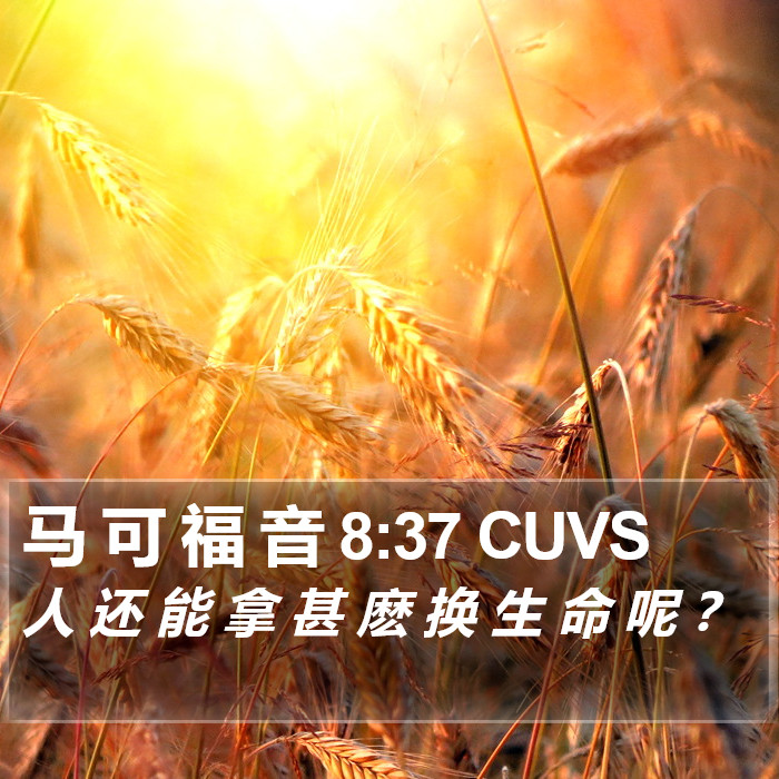 马 可 福 音 8:37 CUVS Bible Study