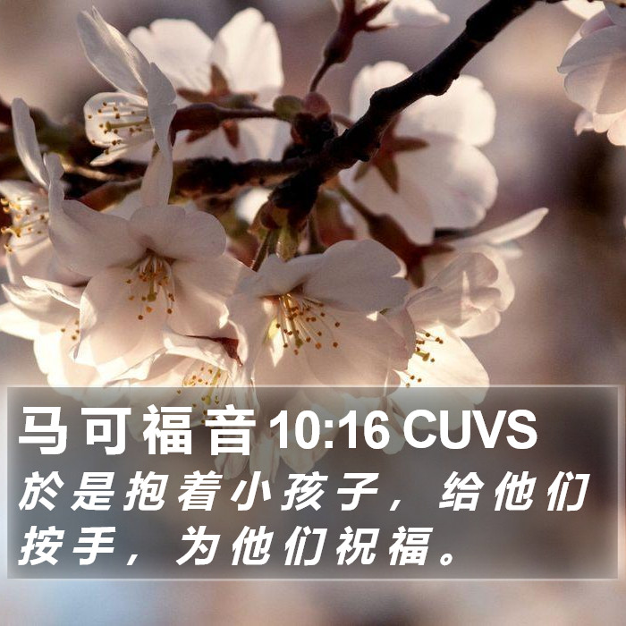 马 可 福 音 10:16 CUVS Bible Study