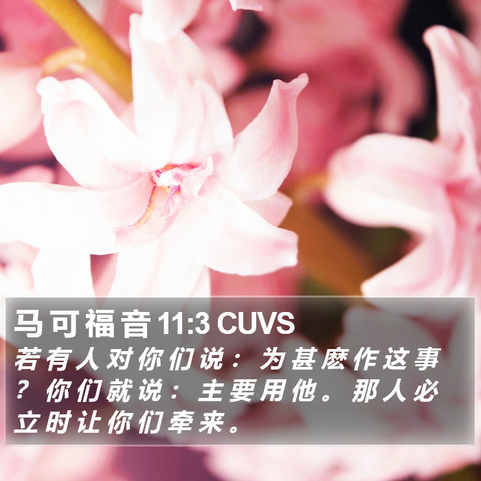 马 可 福 音 11:3 CUVS Bible Study